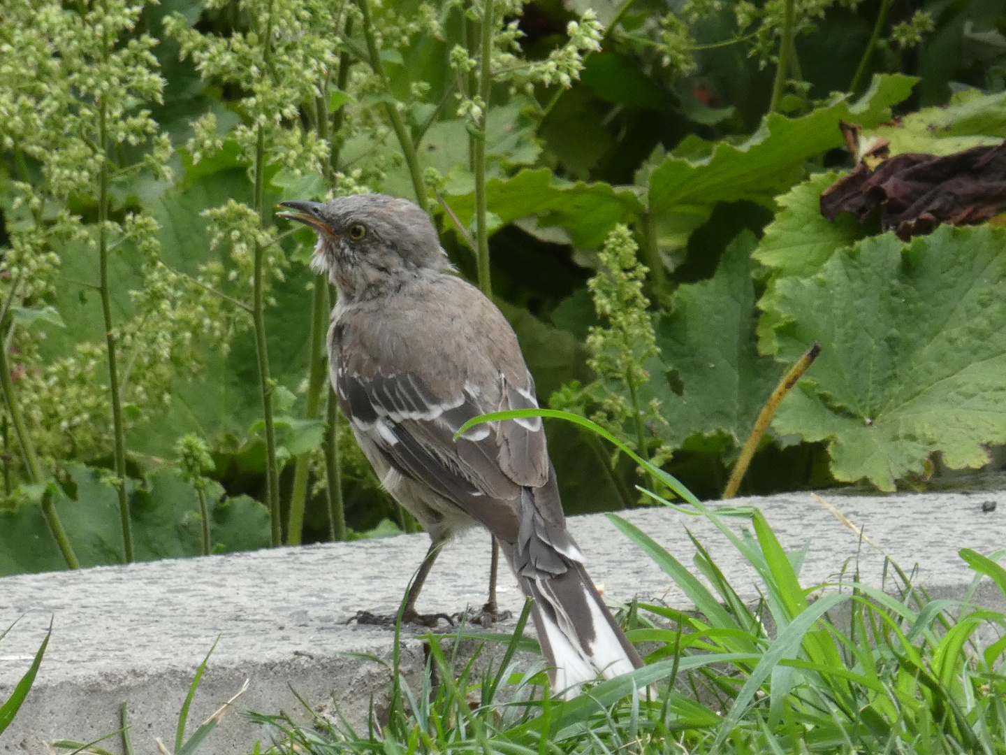 Northern Mockingbird  -  Spottdrossel