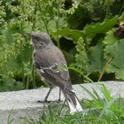 Northern Mockingbird  -  Spottdrossel