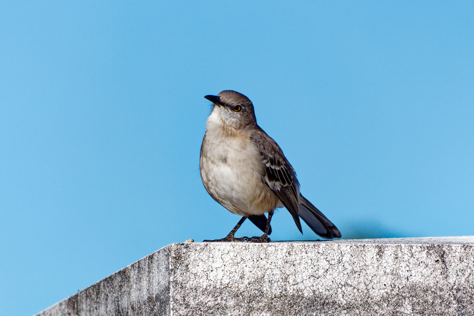 Northern Mockingbird_1