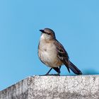 Northern Mockingbird_1