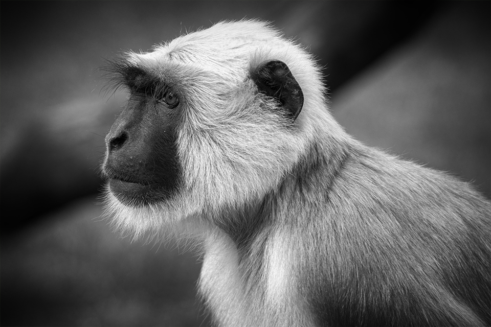 northern plains gray langur