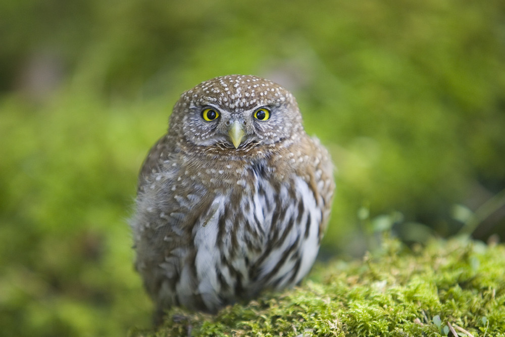 Northern Pygmy Owl