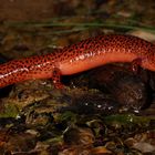 Northern Red Salamander