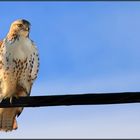 northern red tailed hawk