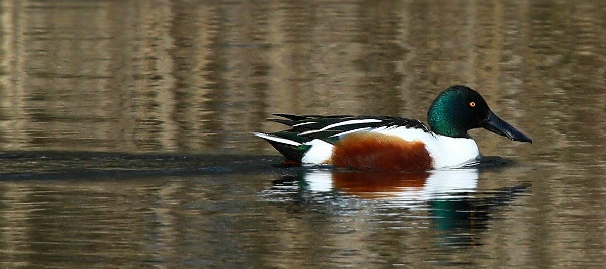 Northern Shoveler 