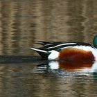 Northern Shoveler 