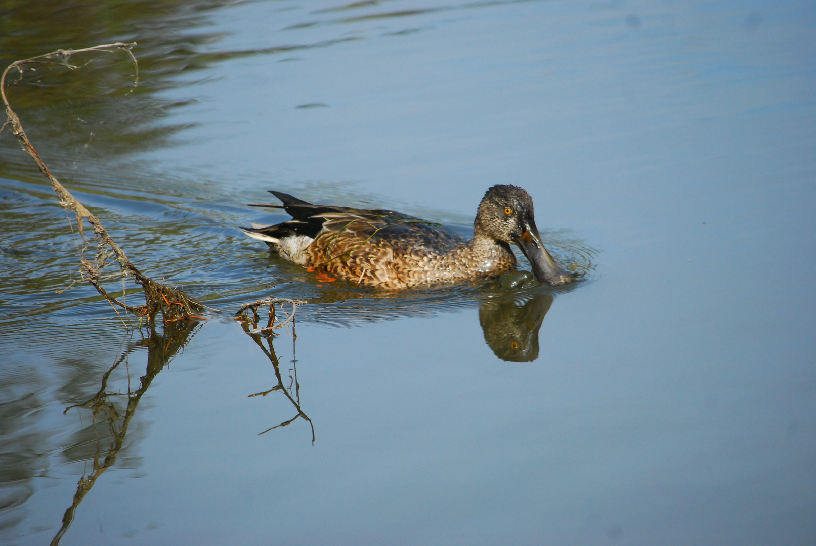 Northern Shoveler