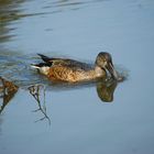 Northern Shoveler