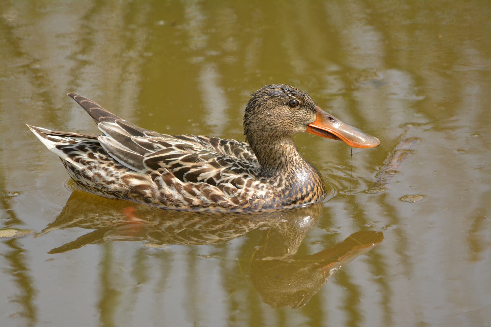 Northern Shoveler - female