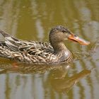 Northern Shoveler - female