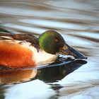 Northern Shoveler (male)