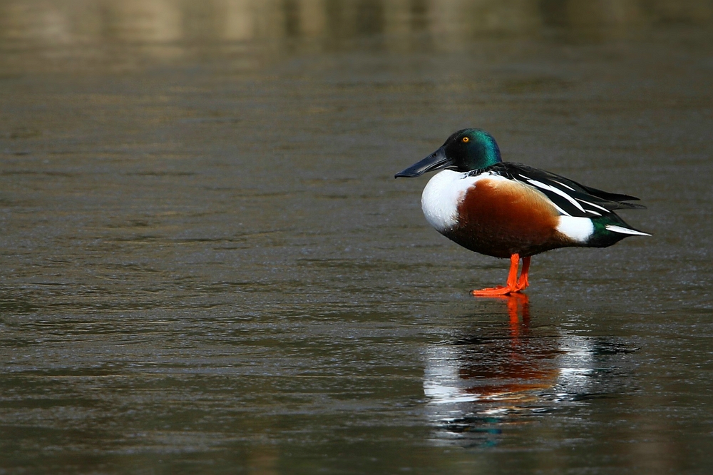 Northern shoveler on the ice