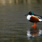 Northern shoveler on the ice