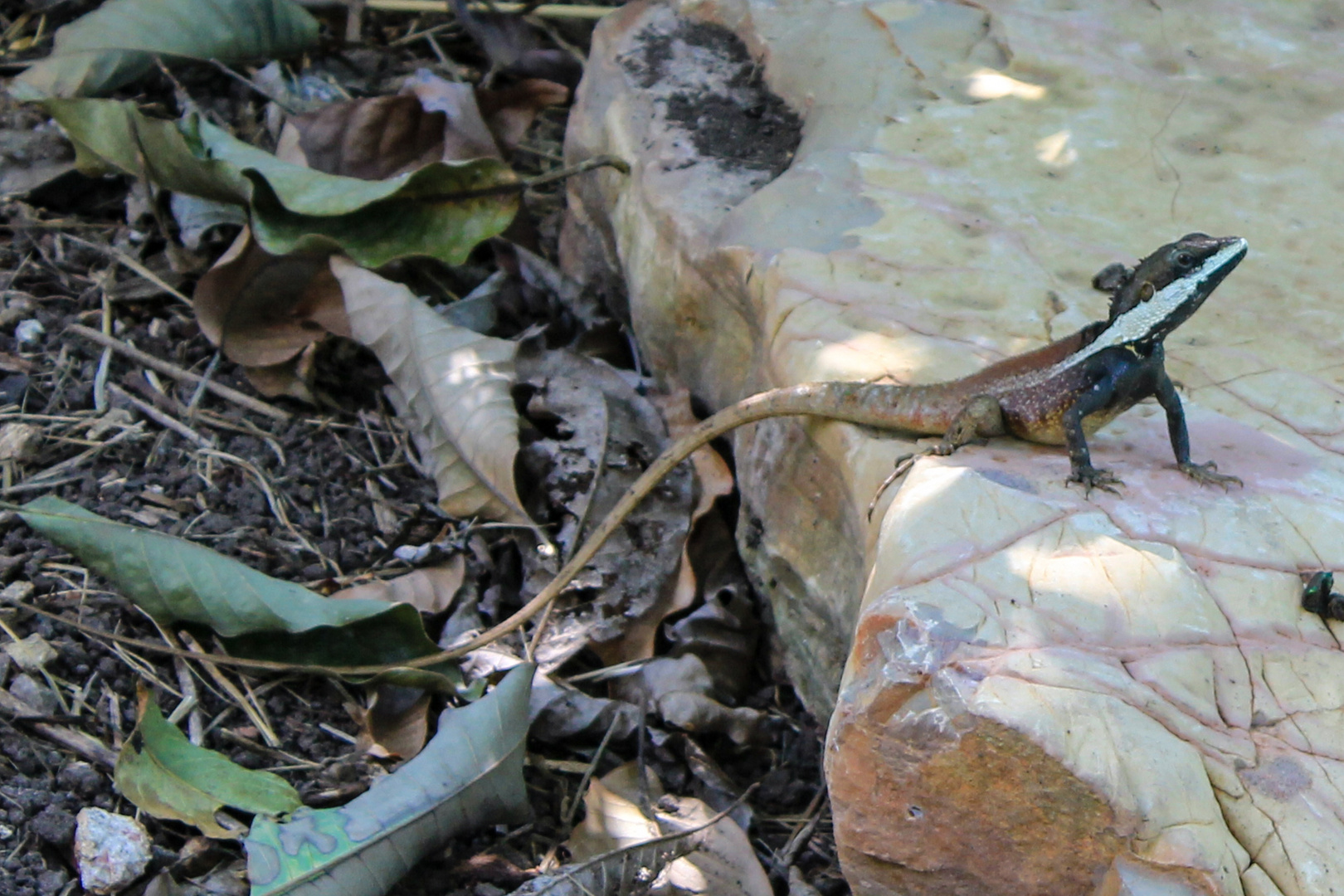 Northern Water Dragon (Lophognathus temporalis)