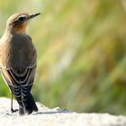 Northern wheatear