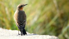 Northern wheatear