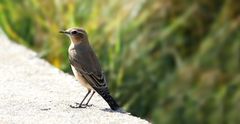 Northern wheatear