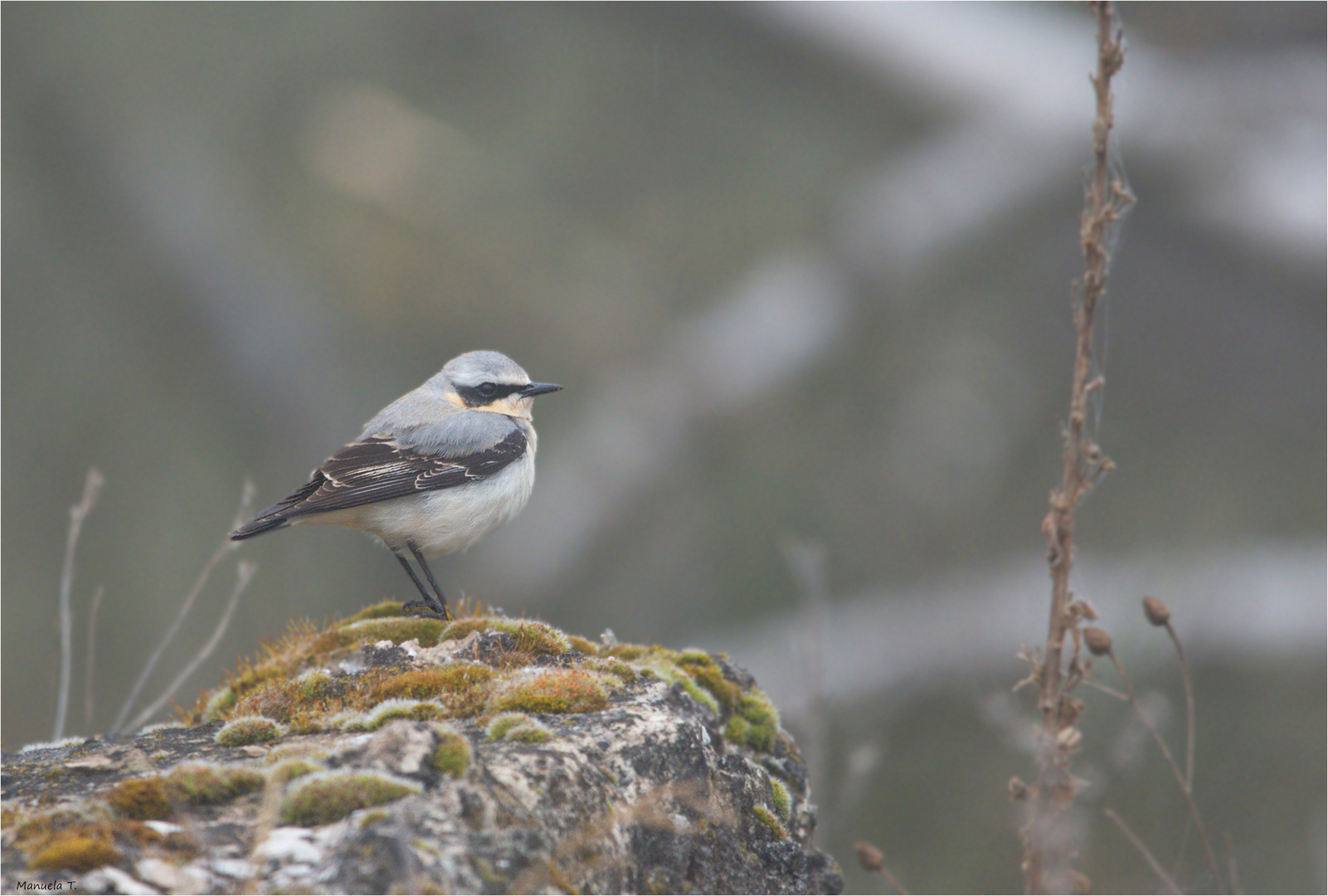 Northern Wheatear