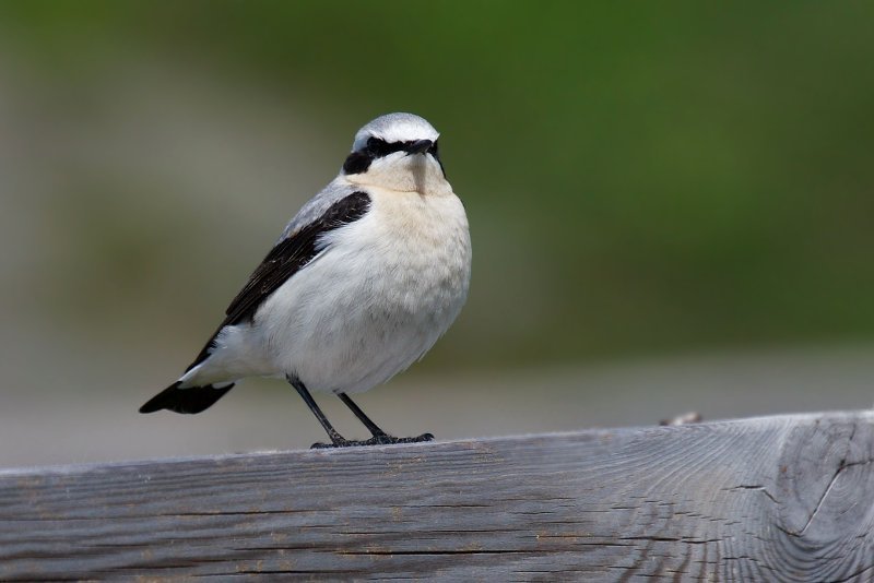 Northern wheatear