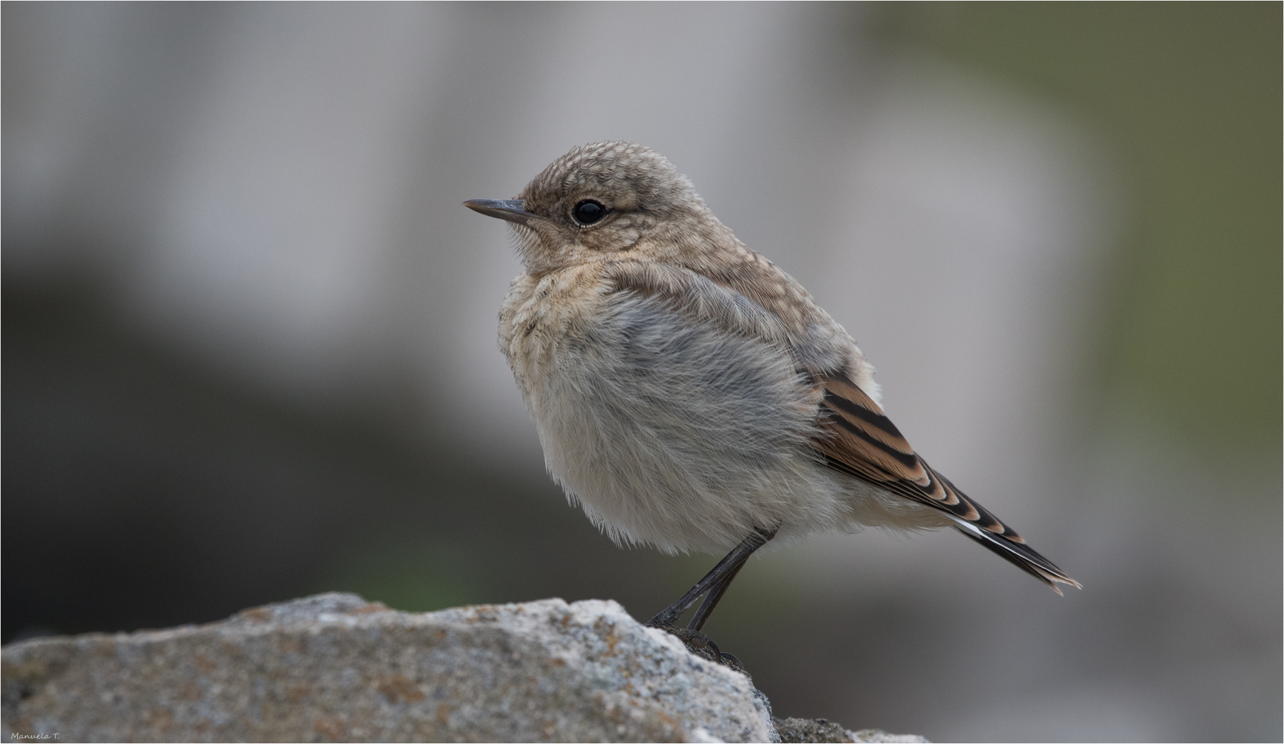 Northern wheatear