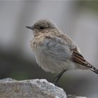 Northern wheatear