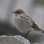 Northern wheatear