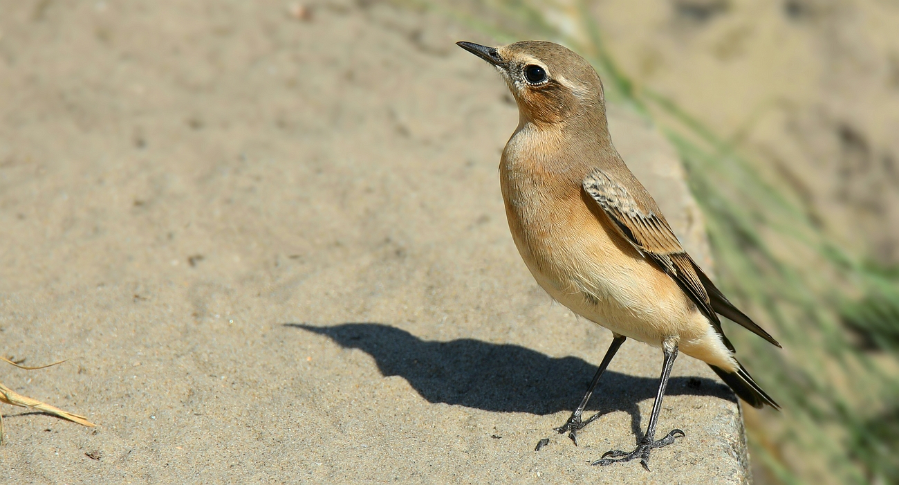 Northern wheatear