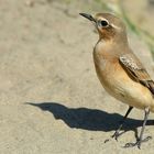 Northern wheatear