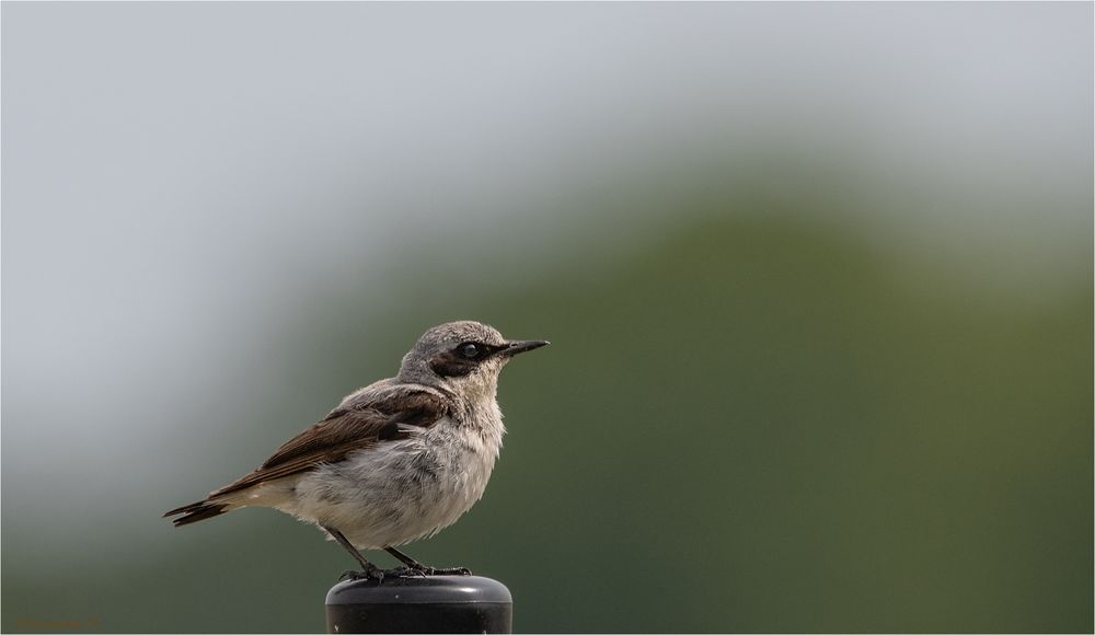 Northern wheatear