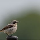 Northern wheatear