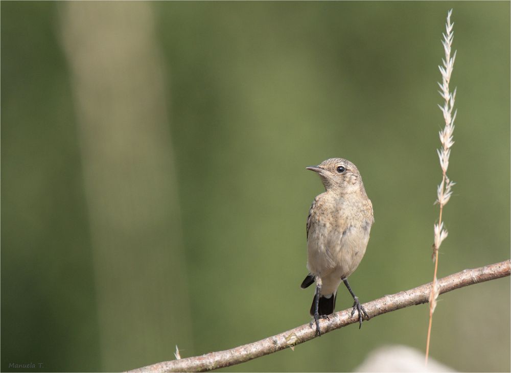 Northern wheatear