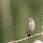 Northern wheatear