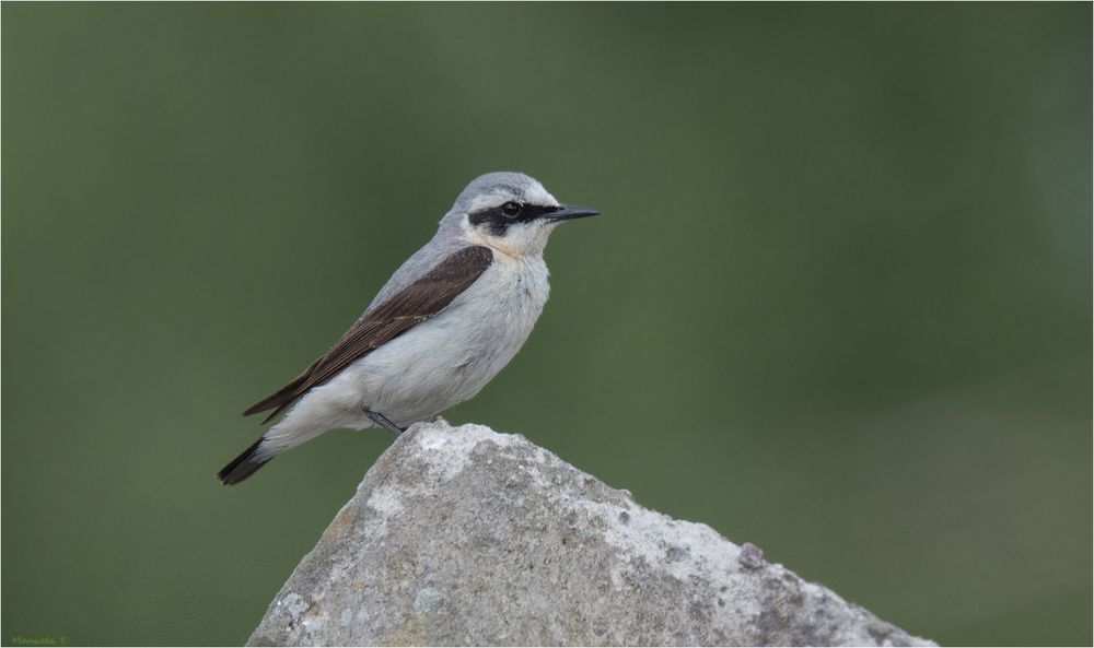 Northern wheatear