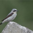 Northern wheatear