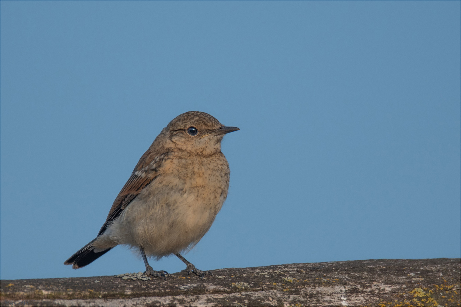 Northern wheatear, fledgling