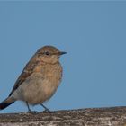 Northern wheatear, fledgling