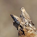 Northern wheatear,Oenanthe oenanthe