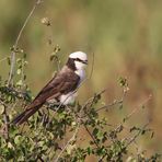 Northern white-crowned shrike,(Eurocephalus ruppelli)