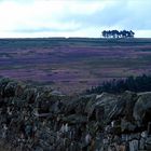 Northumberland Heide