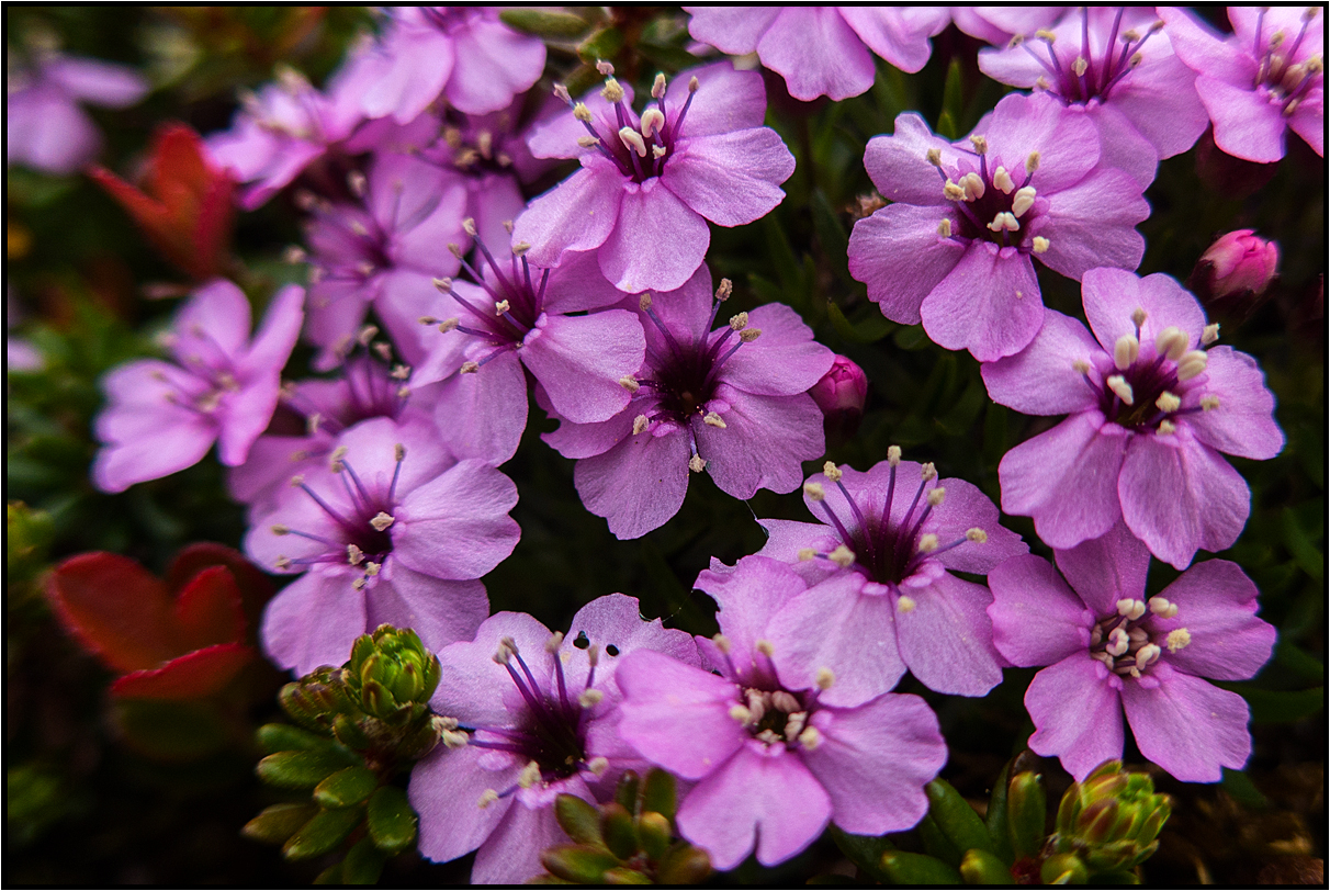 Norway | arctic flora |