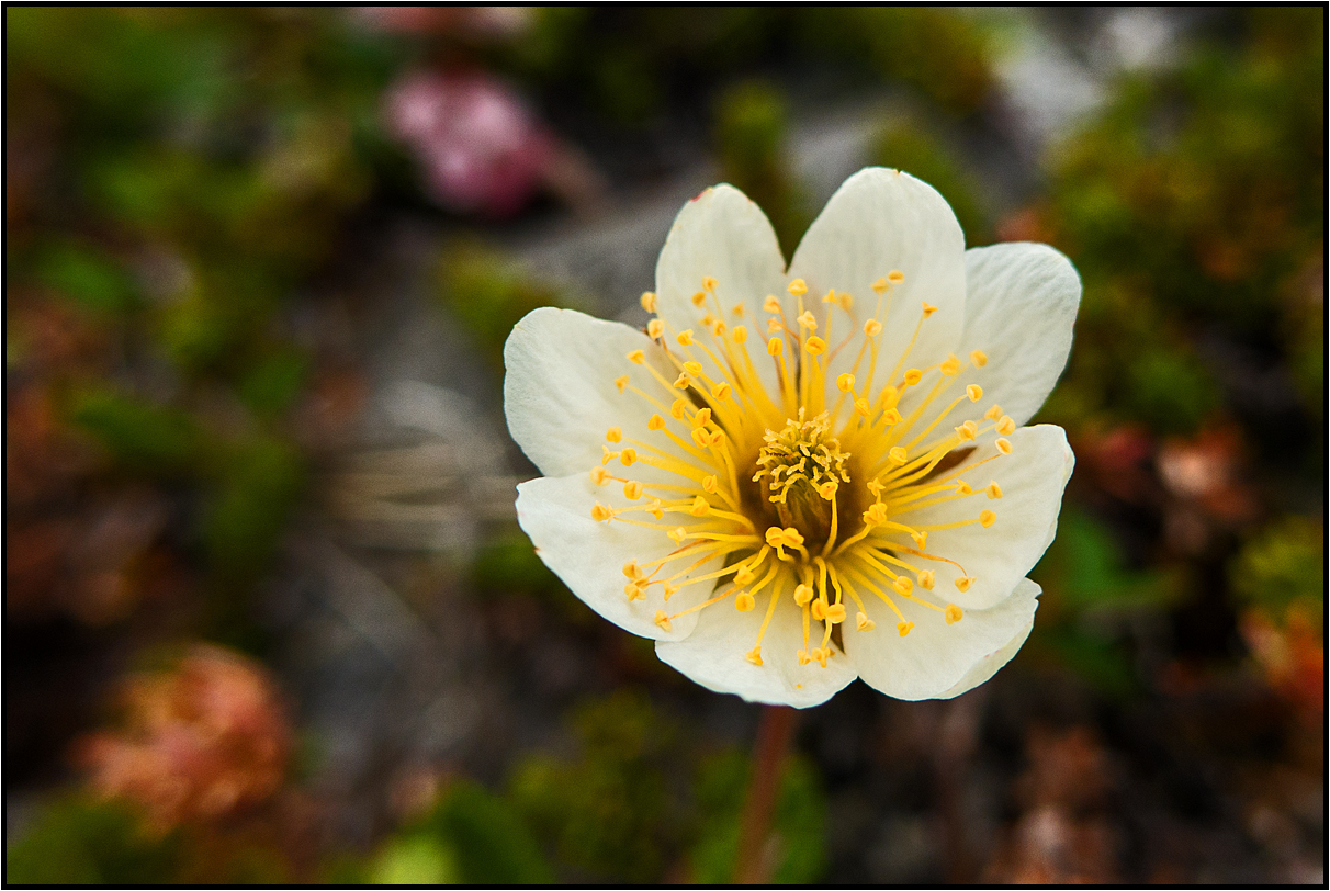 Norway arctic poppy photo & image europe, scandinavia, norway