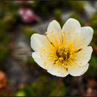 Norway | arctic poppy |