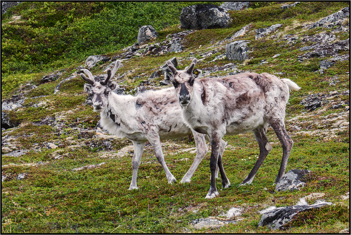 Norway | Rudolph´s family |