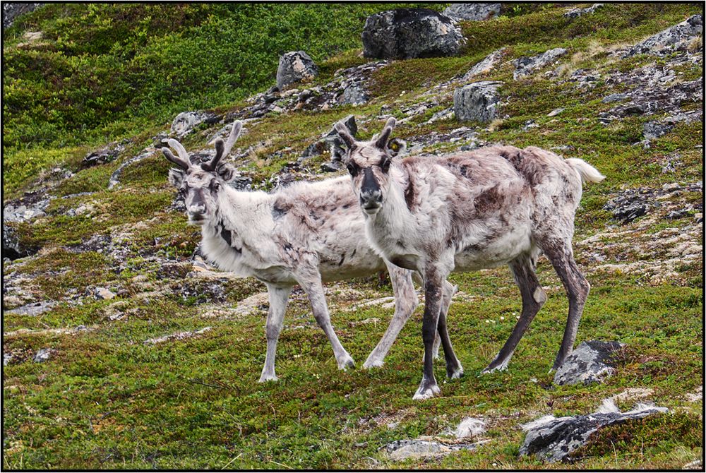 Norway | Rudolph´s family |