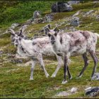 Norway | Rudolph´s family |