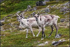 Norway | Rudolph´s family |