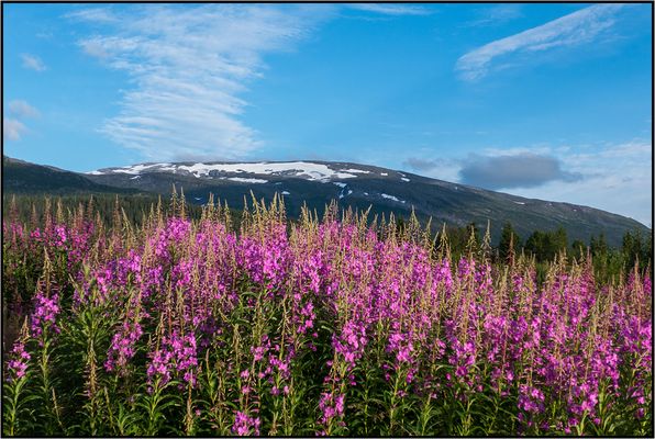 Norway | Svenningdal |