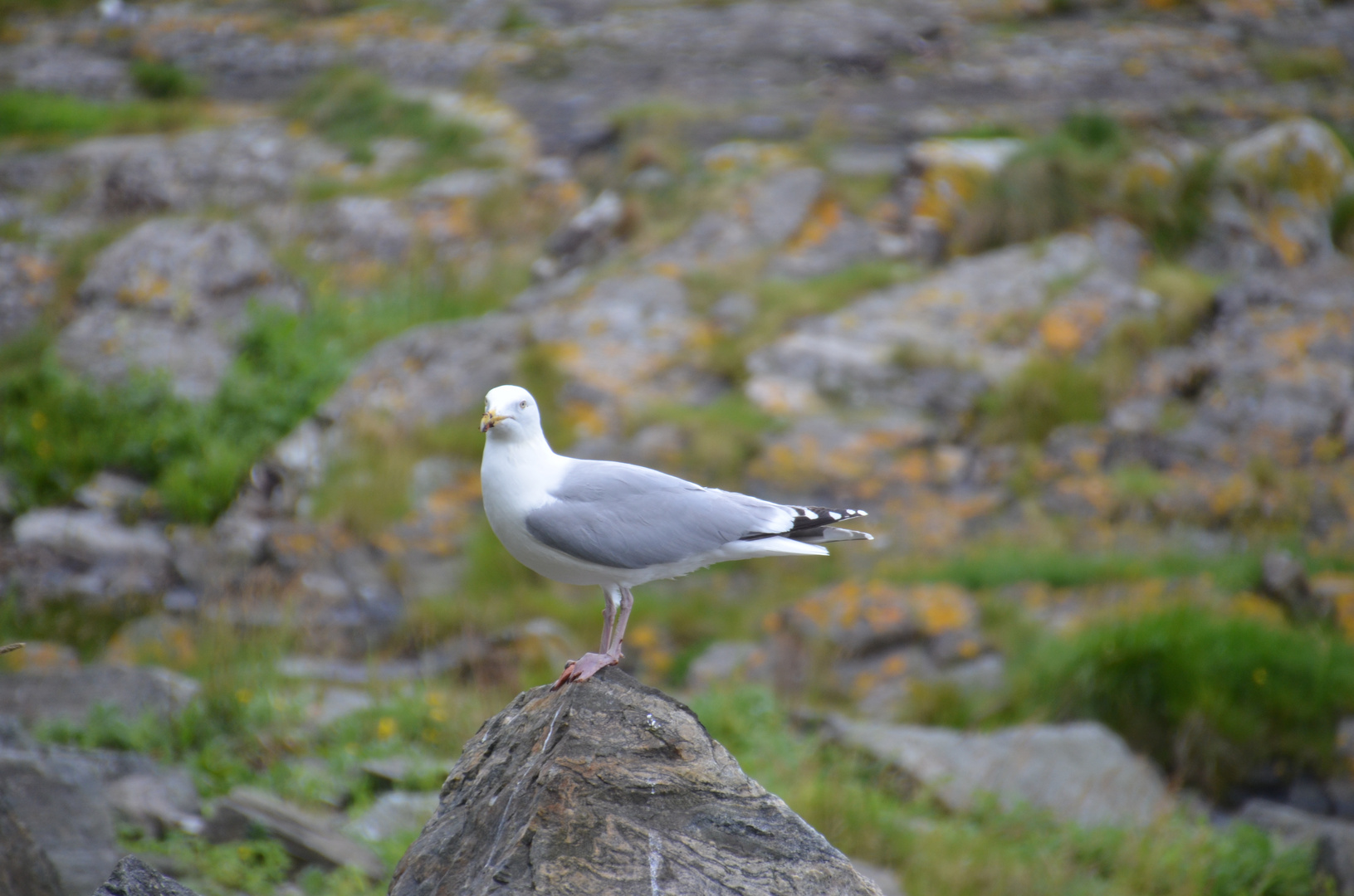 Norwegen-0711-47 (Runde) DSC_4844