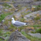 Norwegen-0711-47 (Runde) DSC_4844