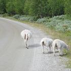 Norwegen-0863-50 (Grimsdal) DSC_5422